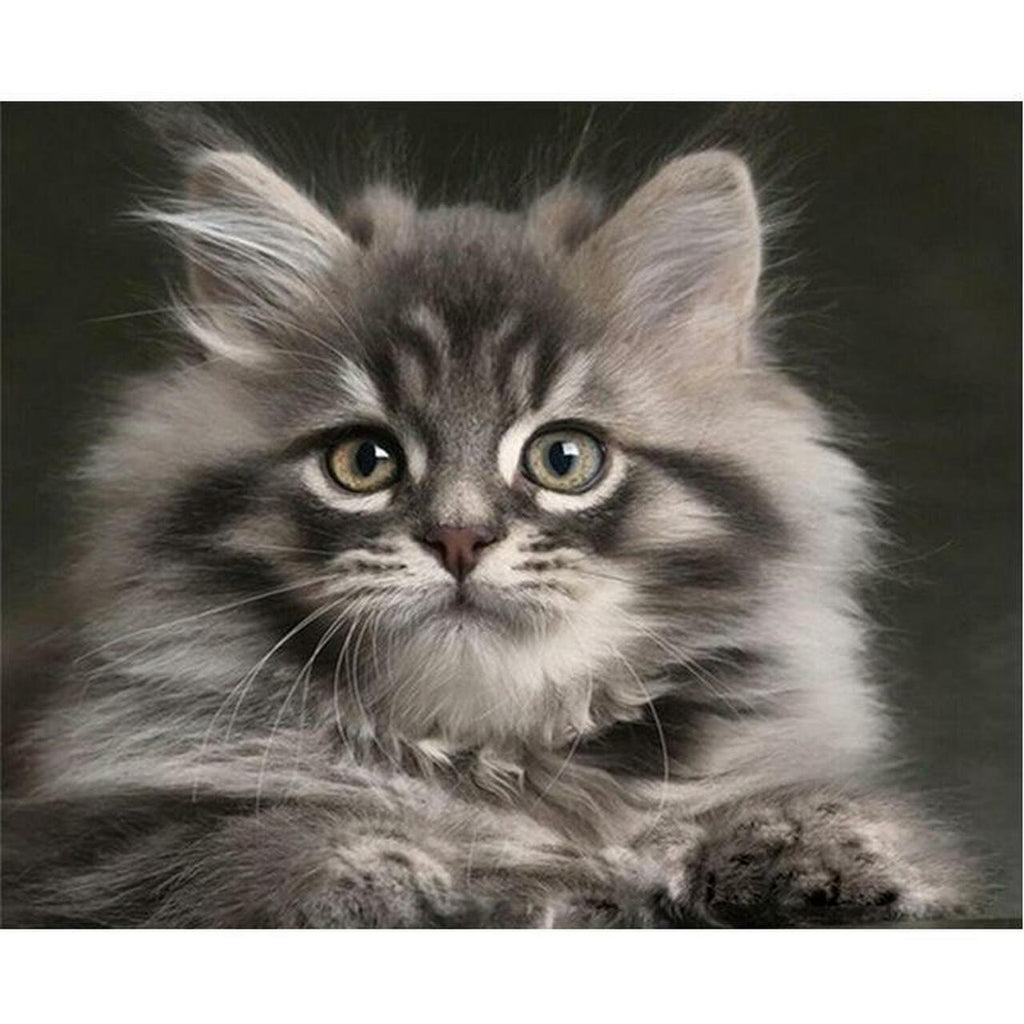Black & White Cat Paint-by-Numbers Kit