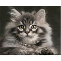Black & White Cat Paint-by-Numbers Kit